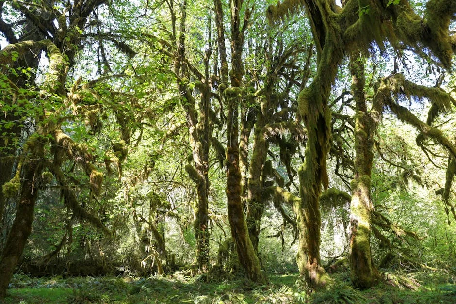 Lake Quinault neighborhood in Olympic National Park