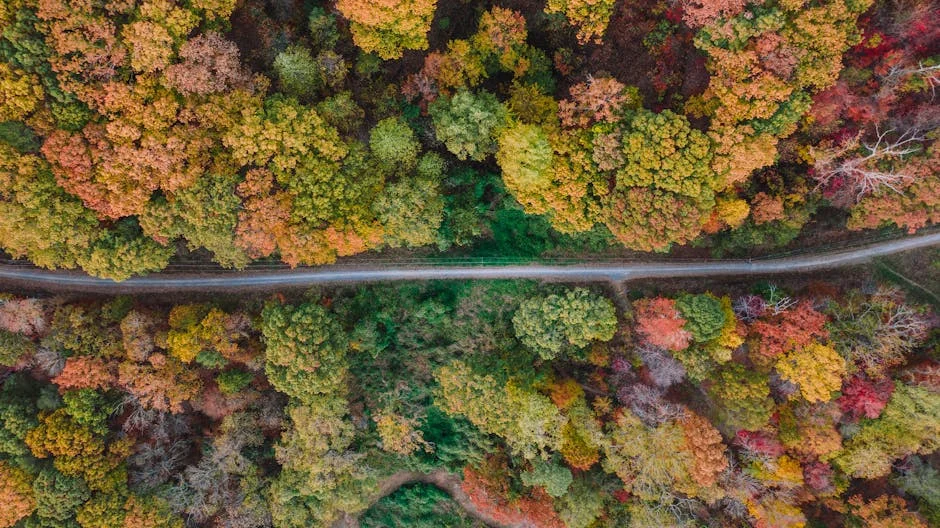 Carbondale neighborhood in Shawnee National Forest